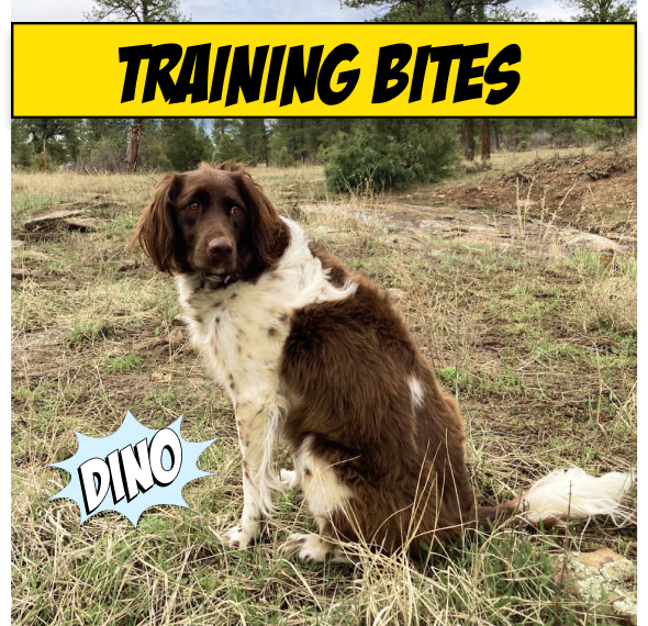 Training reward test