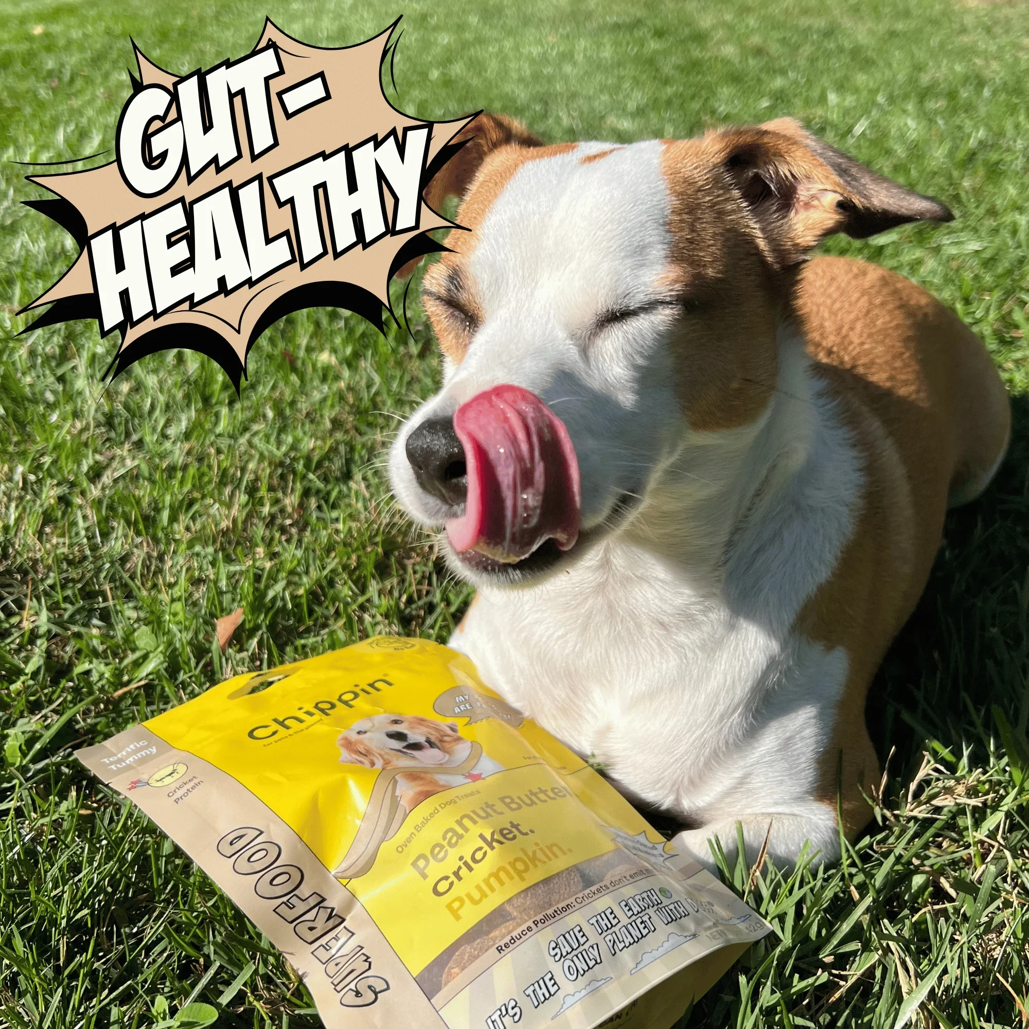 A dog licking its lips on the grass next to a Chippin bag