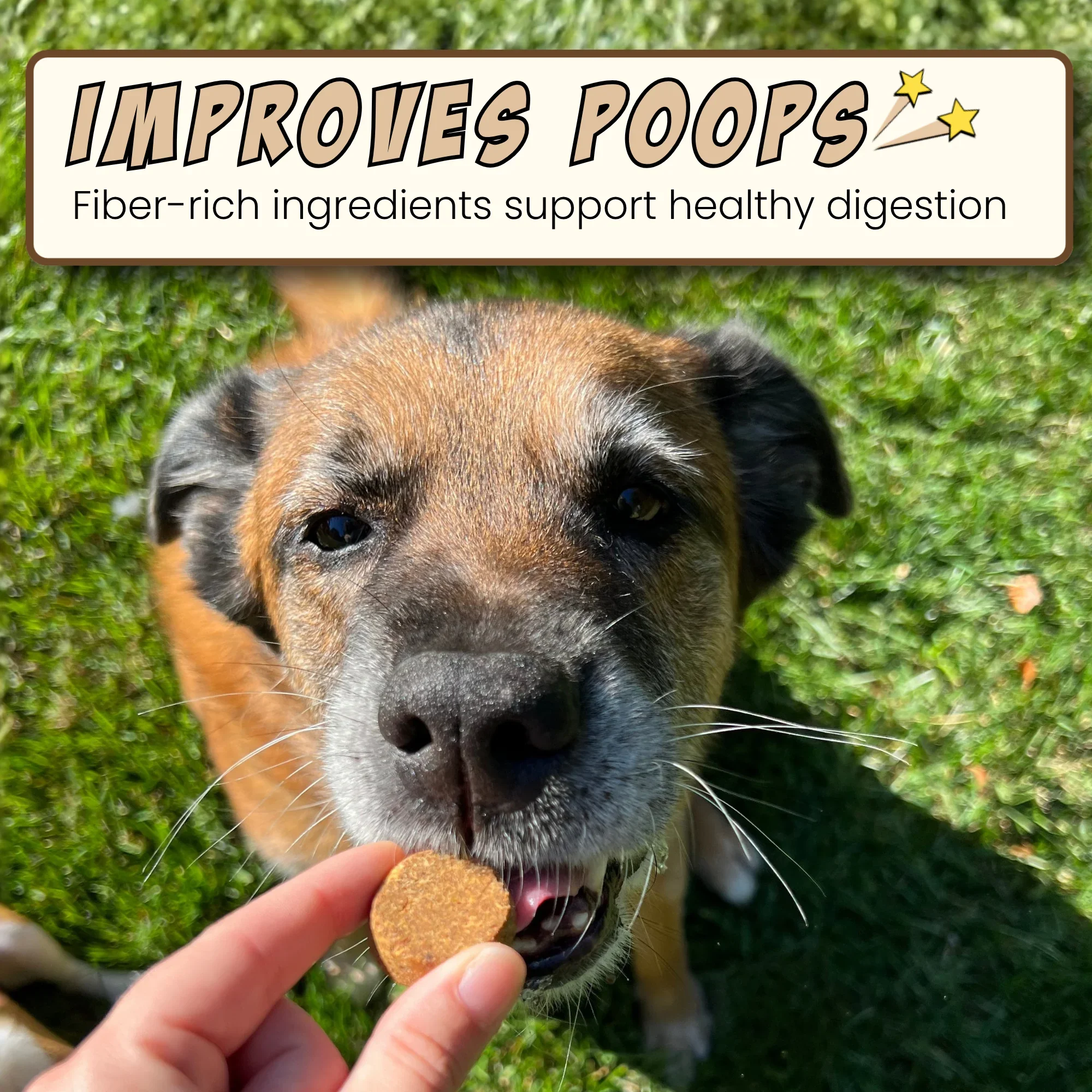 A dog taking a round biscuit from a hand
