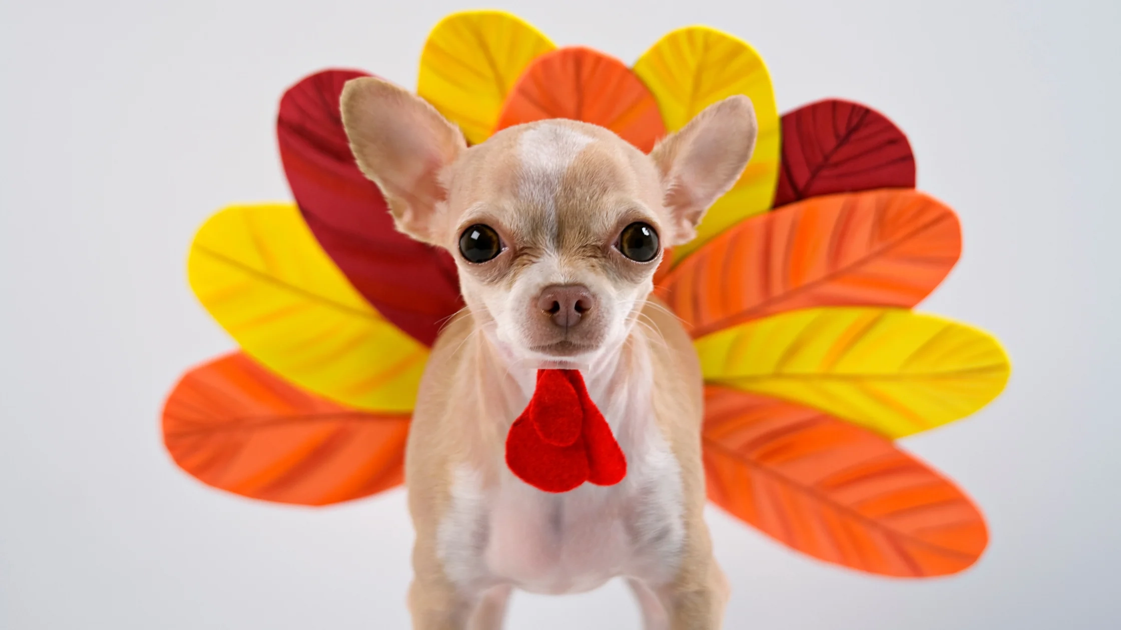 A small dog wearing a colorful turkey costume
