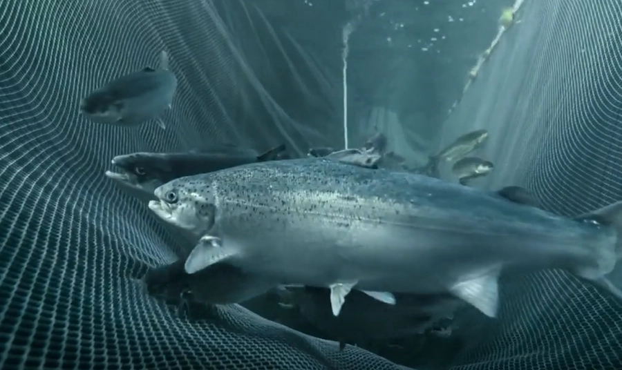 Article image about farmed salmon versus wild-caught fish
