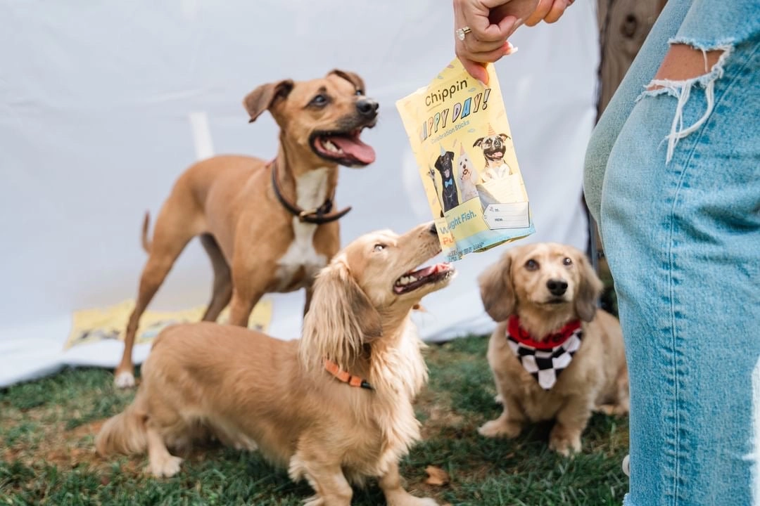A dog posing with party treats at a birthday party